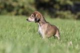 SALUKI 027